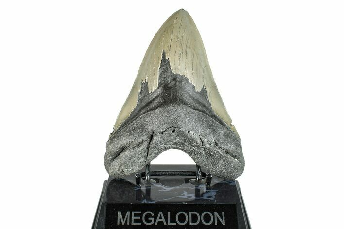 Serrated, Fossil Megalodon Tooth - North Carolina #274753